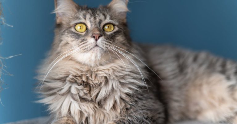 Druhy domácích mazlíčků pro alergiky