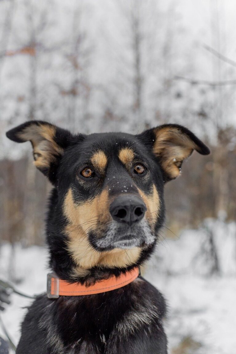Adoptuj, nekupuj: Příběhy z útulků, které vás dojmou