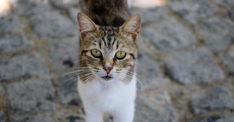 Život se zvířaty: Jak připravit domácnost na nového mazlíčka